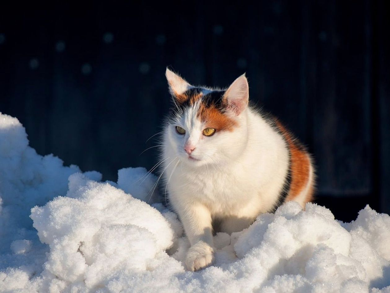 Jaqueta de inverno e botas térmicas em terreno de gelo ao amanhecer